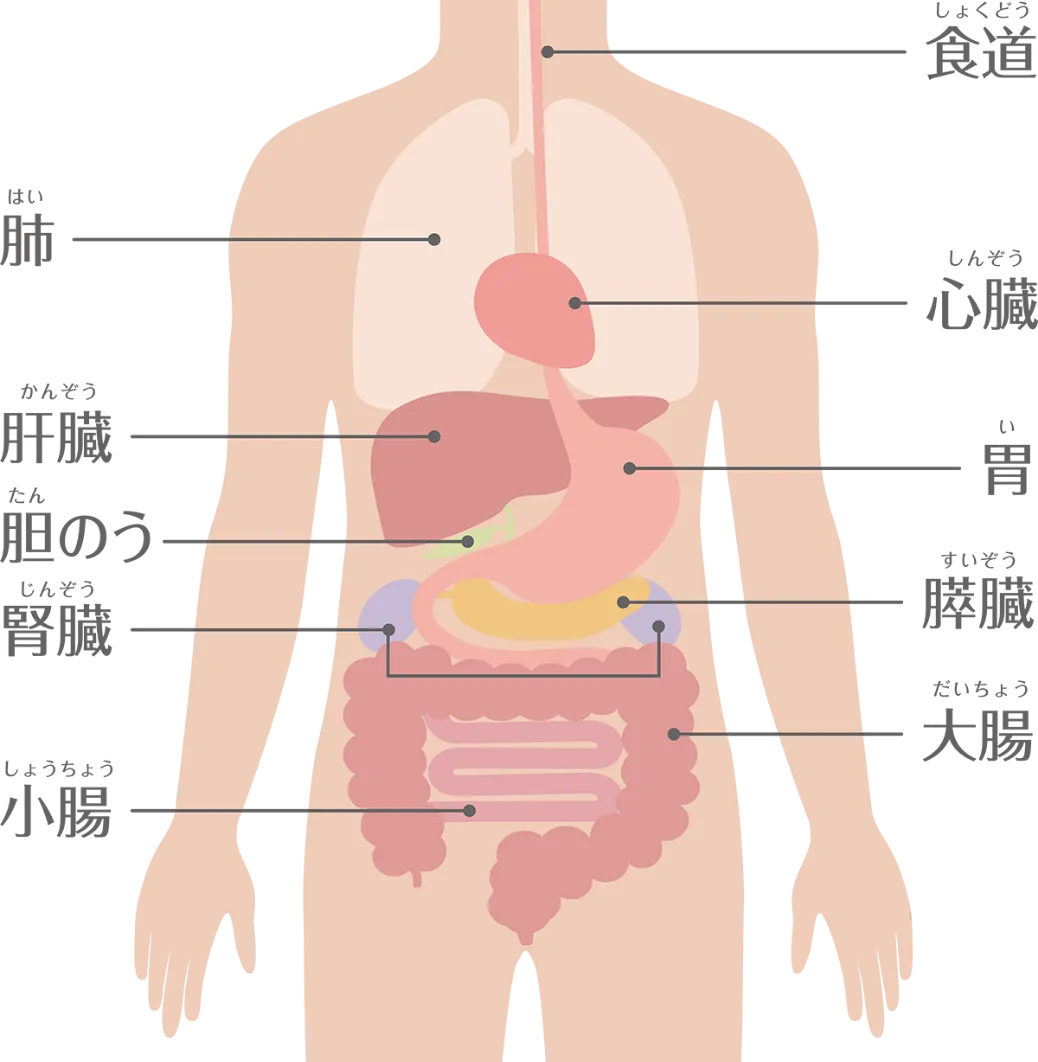 腹部エコー